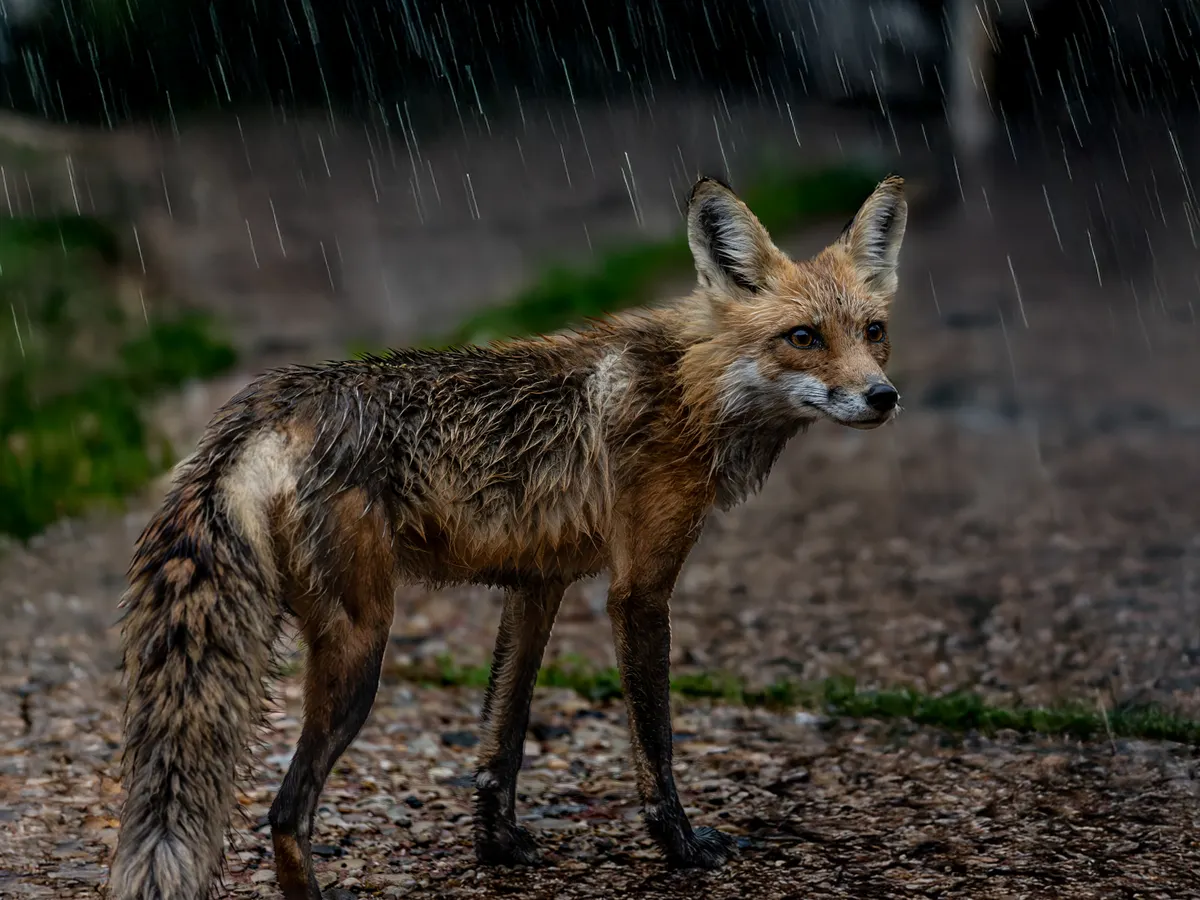 FOXO4-DRI
